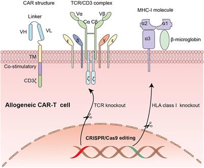 CRISPR/Cas9 Gene-Editing in Cancer Immunotherapy: Promoting the Present Revolution in Cancer Therapy and Exploring More